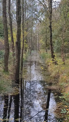 Provinzialmoor und Fullener Wald