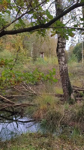 Provinzialmoor und Fullener Wald