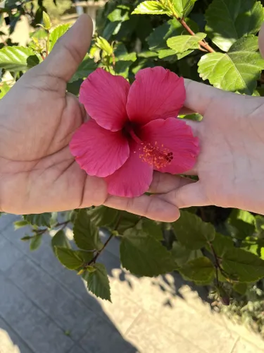 Hibiscus  San Diego Zoo Animals & Plants