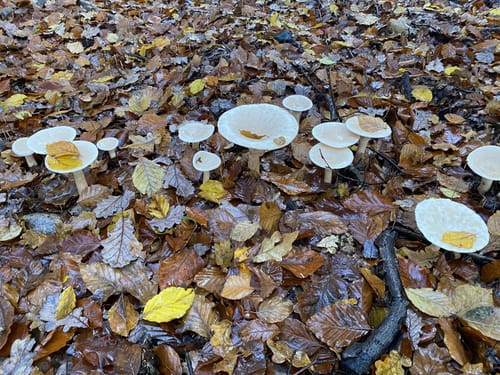 Kleine Waldrunde bei Trittau