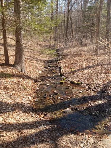 Najlepsze wycieczki i szlaki w Centennial Watershed State Forest
