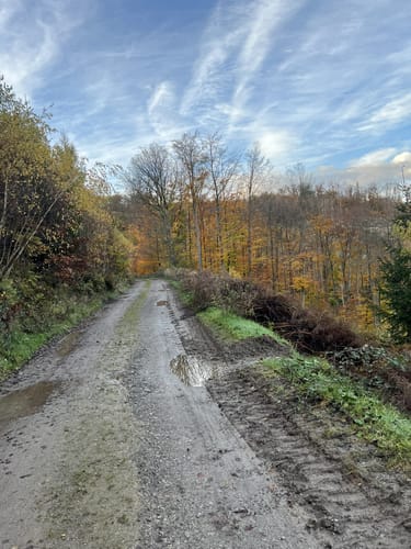 Rundweg A 3 - Oberförster-Pfahl-Weg