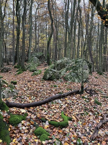 Rheinsteig Etappe 21: Schlangenbad - Wiesbaden