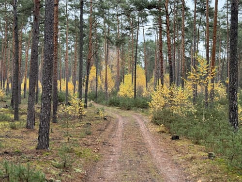 Lesefährte Waldweisen