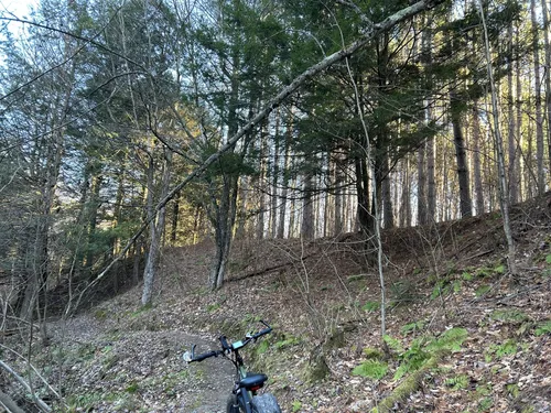 Larose forest mountain discount biking