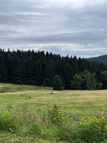 Gipfelwanderweg ab Goldlauter