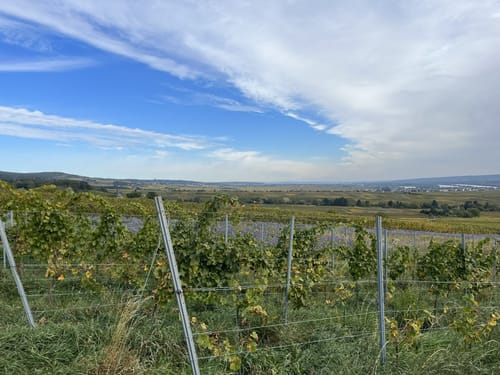 Rheinsteig Etappe 19: Johannisberg - Kiedrich