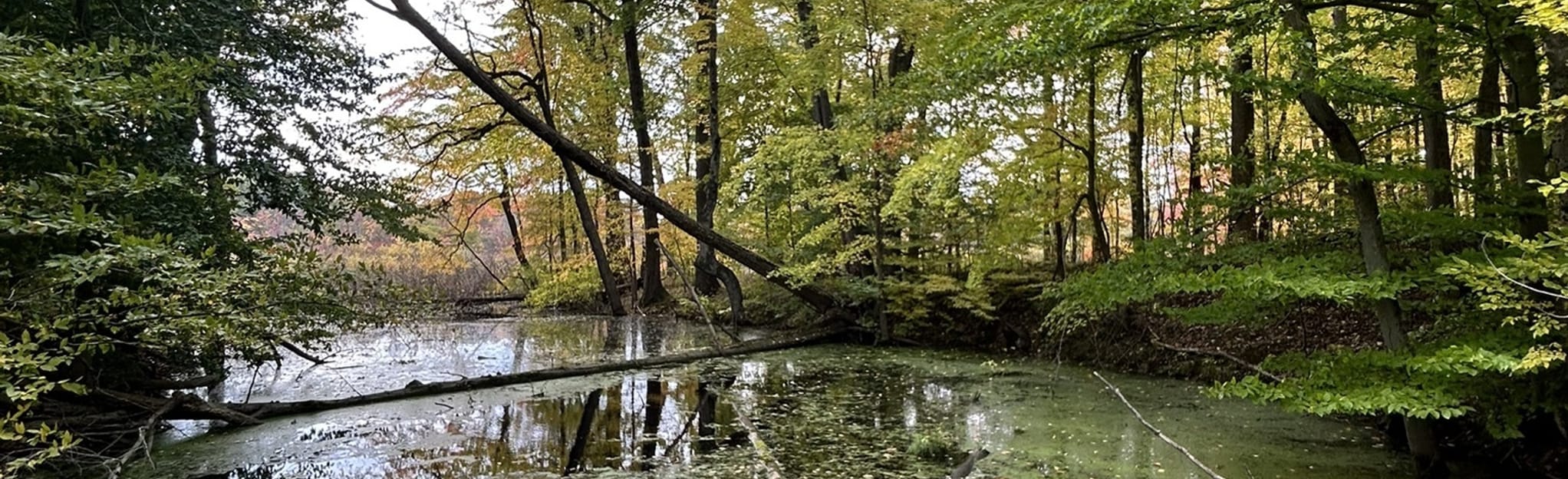 Pinhook Bog Upland Trail, Indiana 193 Reviews, Map AllTrails