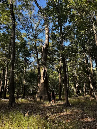 Best 10 Hiking Trails in Cat Island National Wildlife Refuge AllTrails