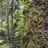 Quinault Rain Forest Nature Trail, Washington - 1,032 Reviews, Map ...