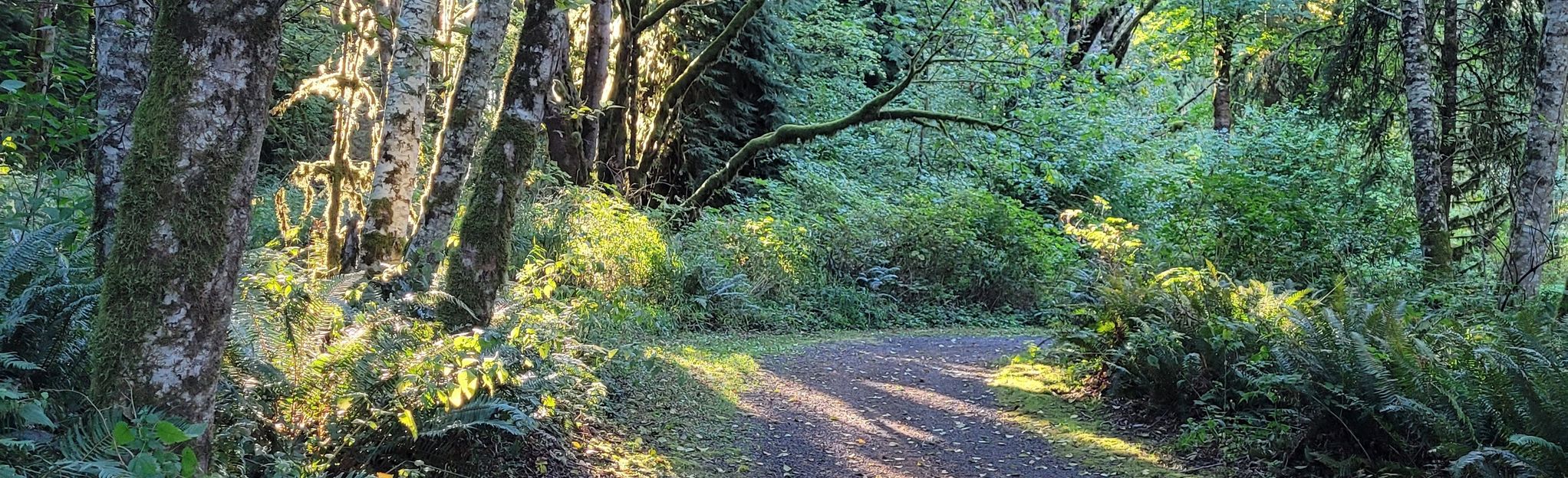 Mossyrock Nature Trail, Washington - 18 Reviews, Map | AllTrails