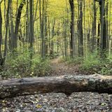 Holly State Recreation Area Wilderness Trail, Michigan - 1,229 Reviews ...