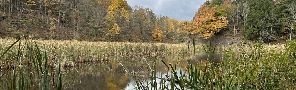 Lots of steep stairs to climb - Picture of Robert Treman State Park, Ithaca  - Tripadvisor