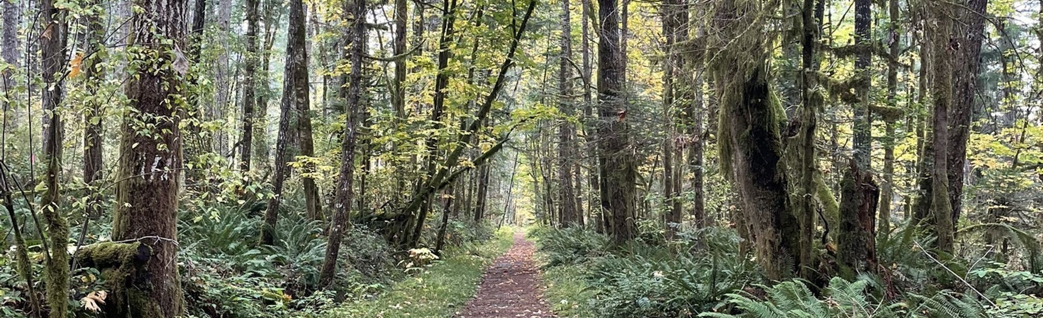 Log Train Trail to Roger's Creek, British Columbia, Canada - 6 Reviews ...