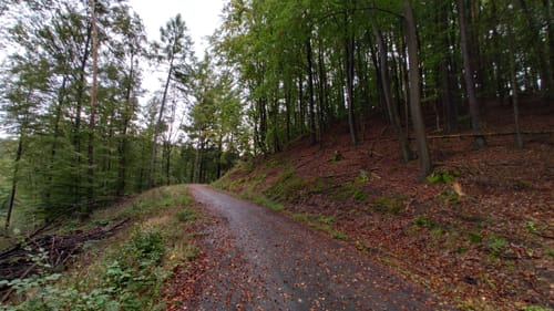 Gelterswoog - Kolbenwoog - Ruine Burg Perlenberg