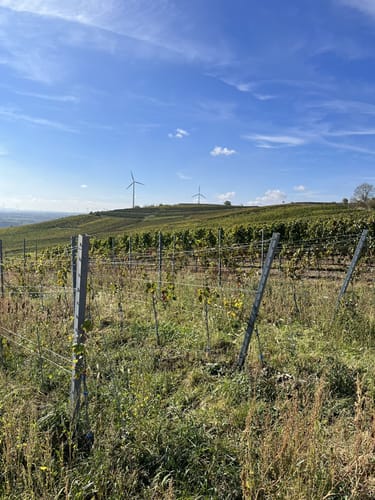 Hiwweltour Zornheimer Berg