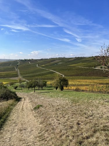Hiwweltour Zornheimer Berg
