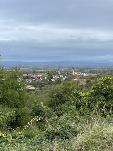Weinlehrpfad Nackenheim