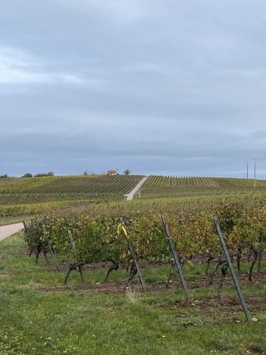 Weinlehrpfad Nackenheim