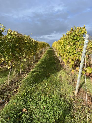 Weinlehrpfad Nackenheim