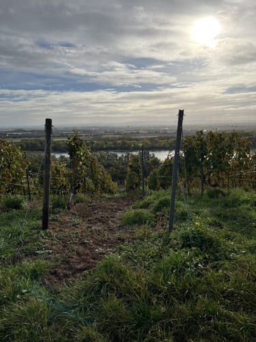 Weinlehrpfad Nackenheim