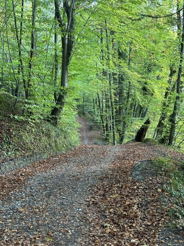 Schäftlarn-Runde (Isartrails via Grünwald)