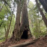 Tall Trees Grove Loop Trail, California - 2,045 Reviews, Map | AllTrails