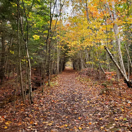 Best Forest Trails in Ocean Park AllTrails