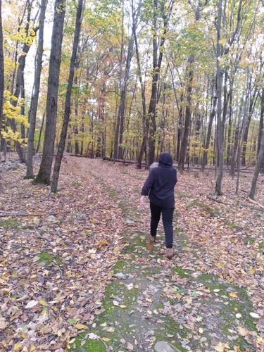 Peaceful Treks: 5 Beautiful Hiking Trails in Middletown – New York