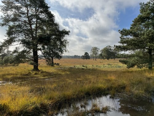 Moorrundweg Pietzmoor