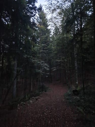 Durch den Wald bei Hornberg
