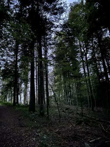 Durch den Wald bei Hornberg