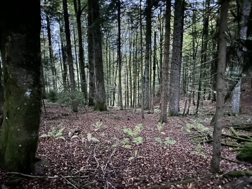 Durch den Wald bei Hornberg