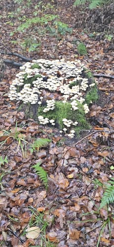 Waldrunde bei Edenhausen