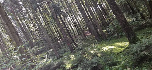 Waldrunde bei Edenhausen