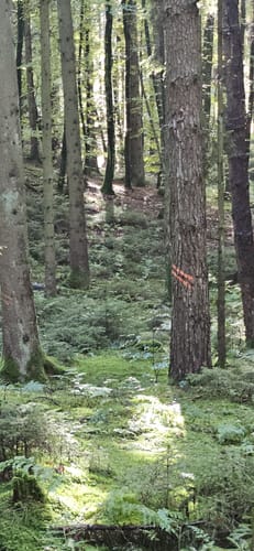Waldrunde bei Edenhausen