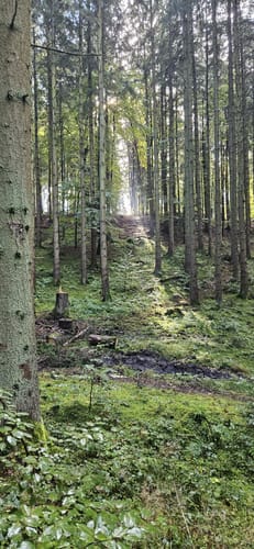 Waldrunde bei Edenhausen