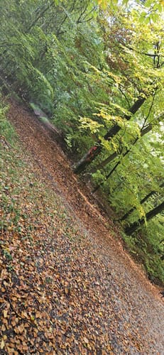 Waldrunde bei Edenhausen