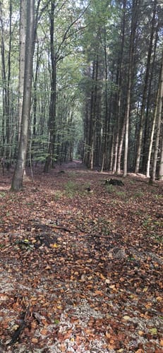 Waldrunde bei Edenhausen
