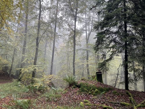 Alsdorf (Naturpark Südeifel Wanderweg Nr. 66)