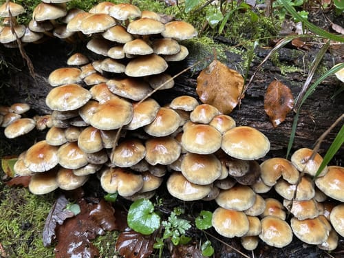 Alsdorf (Naturpark Südeifel Wanderweg Nr. 66)