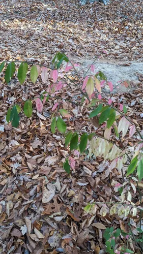 Best Hikes and Trails in Finch Park | AllTrails