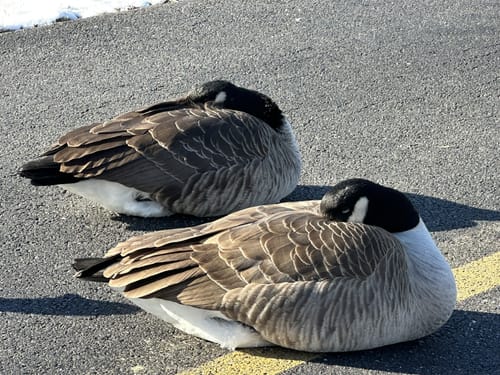 Canada goose 1455 outlet mountain ave arlington