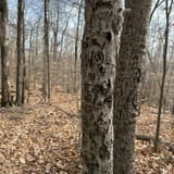 Buck Mountain Trail, New York - 3,067 Reviews, Map | AllTrails