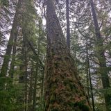 Pyramid Mountain Trail, Washington - 539 Reviews, Map | AllTrails