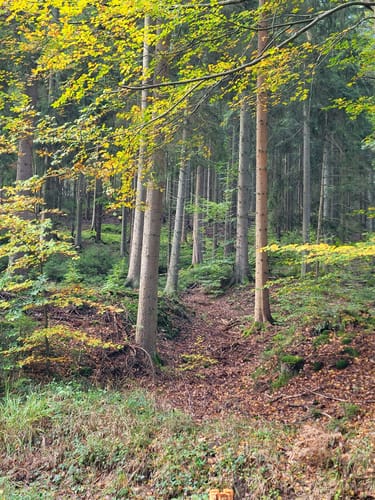 Runde im Hürtgenwald