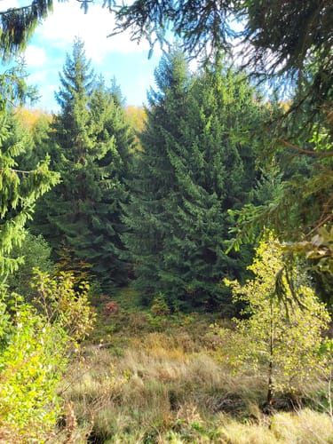 Runde im Hürtgenwald