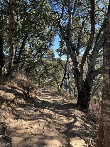 Best Hikes and Trails in Pulgas Ridge Open Space Preserve | AllTrails