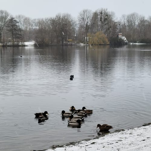 Hohnsensee