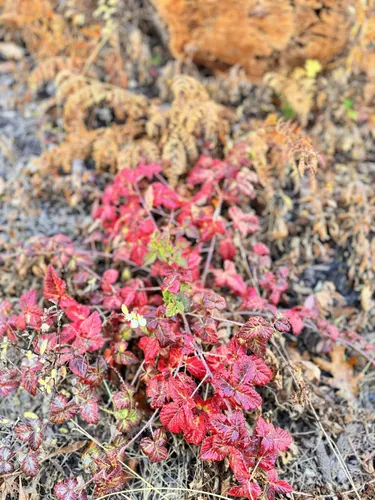 Best Walking Trails in Guatay AllTrails